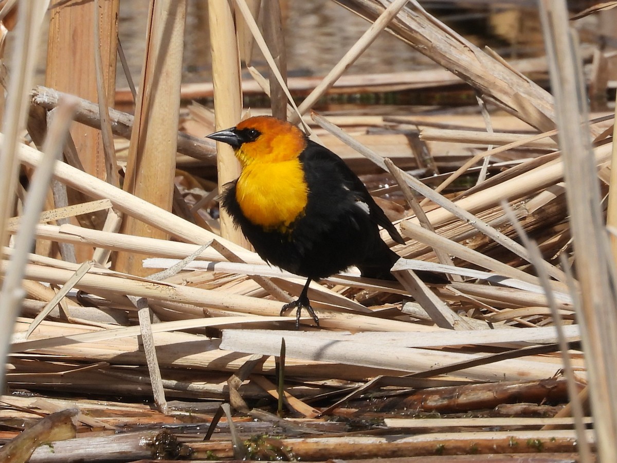 Yellow-headed Blackbird - Gerard Nachtegaele