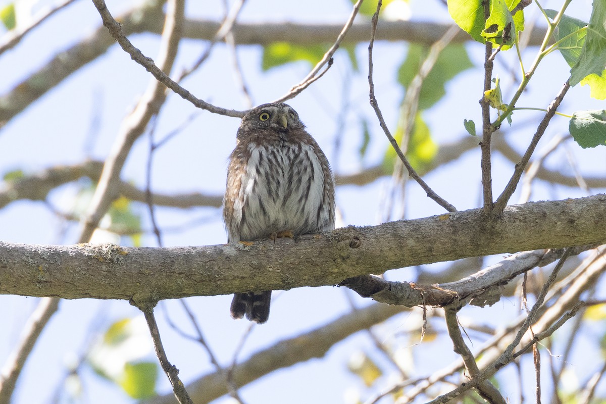 Northern Pygmy-Owl - ML618842718