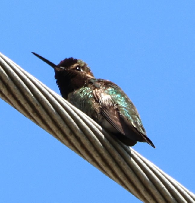Allen's Hummingbird - Diane Etchison