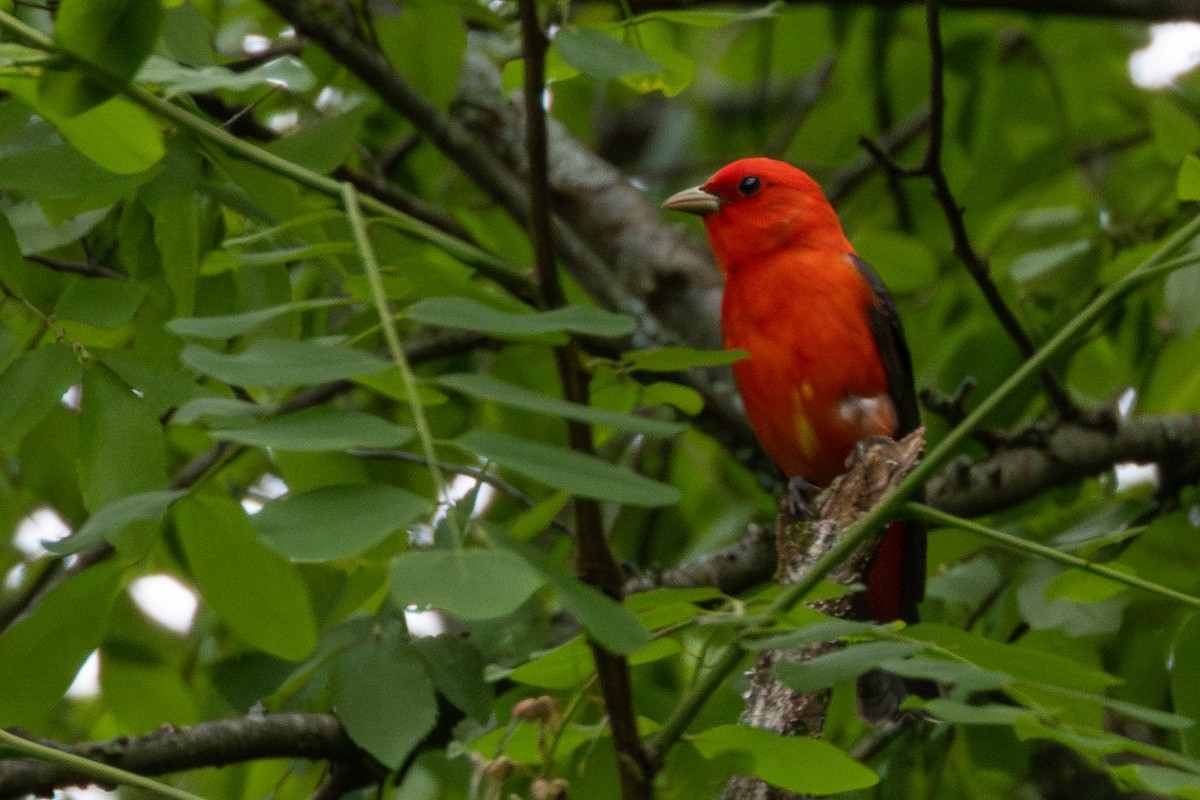 Scarlet Tanager - ML618842720
