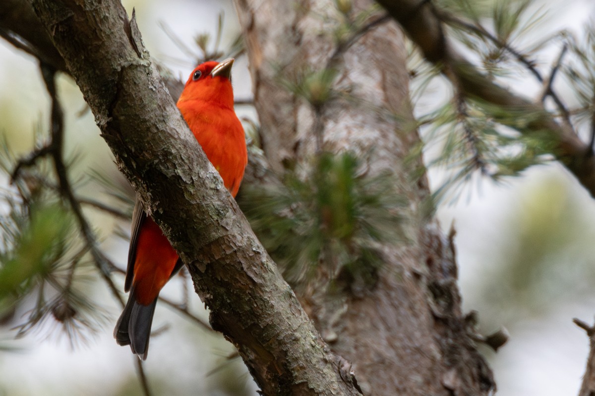 Scarlet Tanager - ML618842727