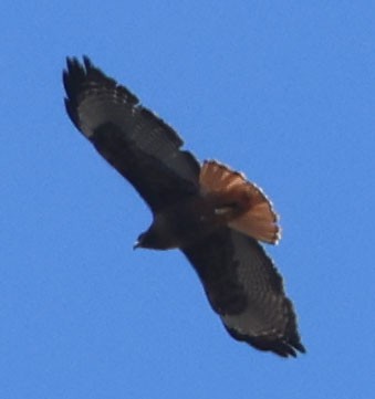 Red-tailed Hawk - ML618842733