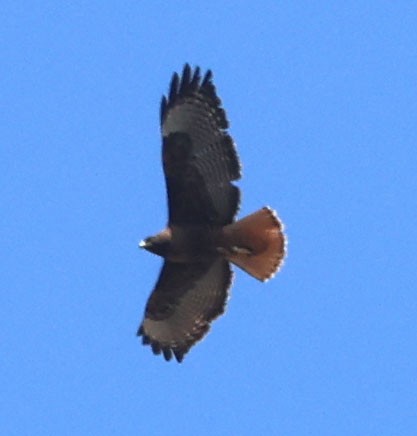 Red-tailed Hawk - Diane Etchison
