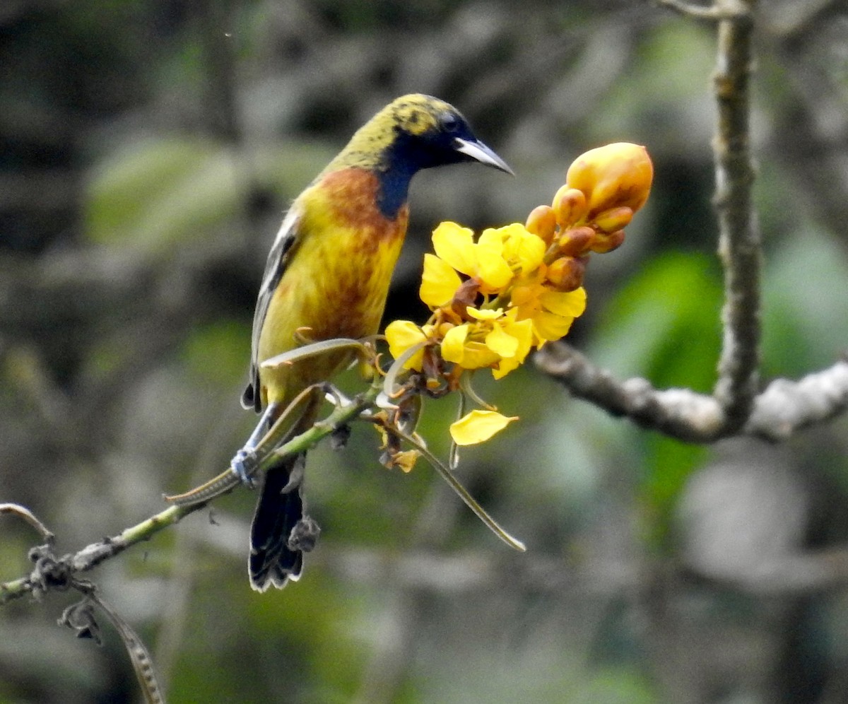 Orchard Oriole - Tomohide Cho