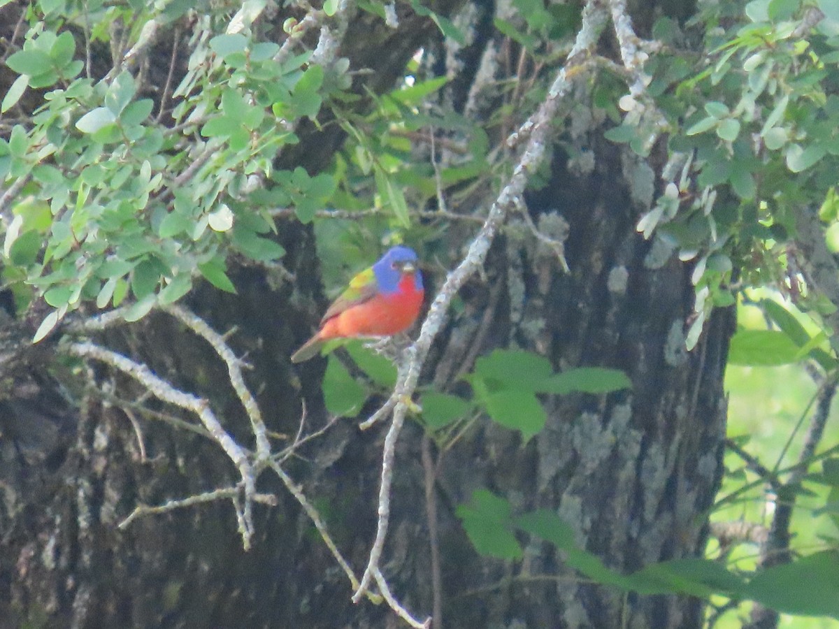Painted Bunting - ML618842815
