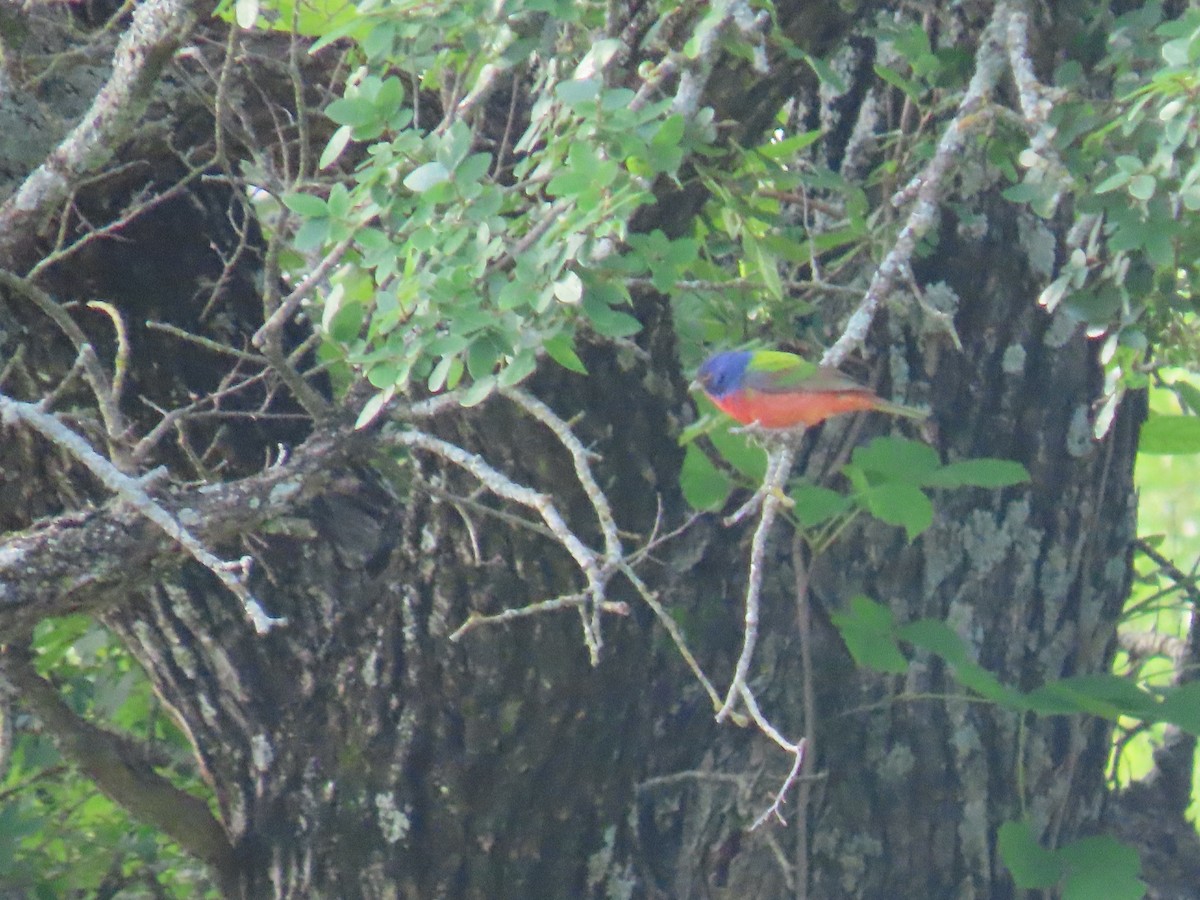 Painted Bunting - ML618842816