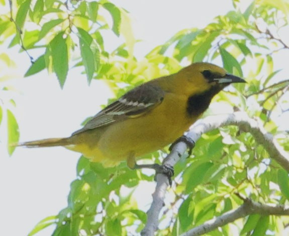 Hooded Oriole - Diane Etchison