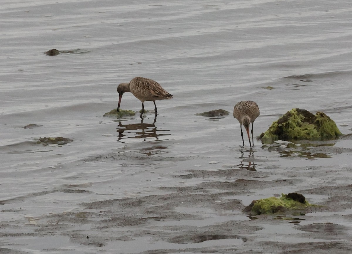Marbled Godwit - Millie and Peter Thomas