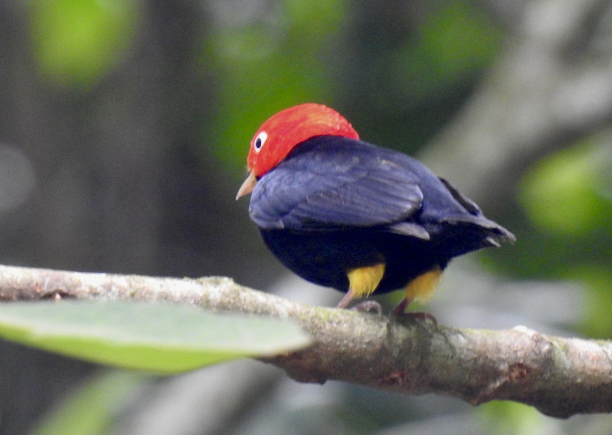 Red-capped Manakin - Tomohide Cho