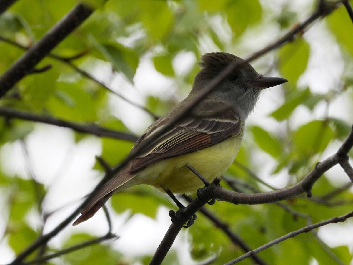 Great Crested Flycatcher - ML618842904