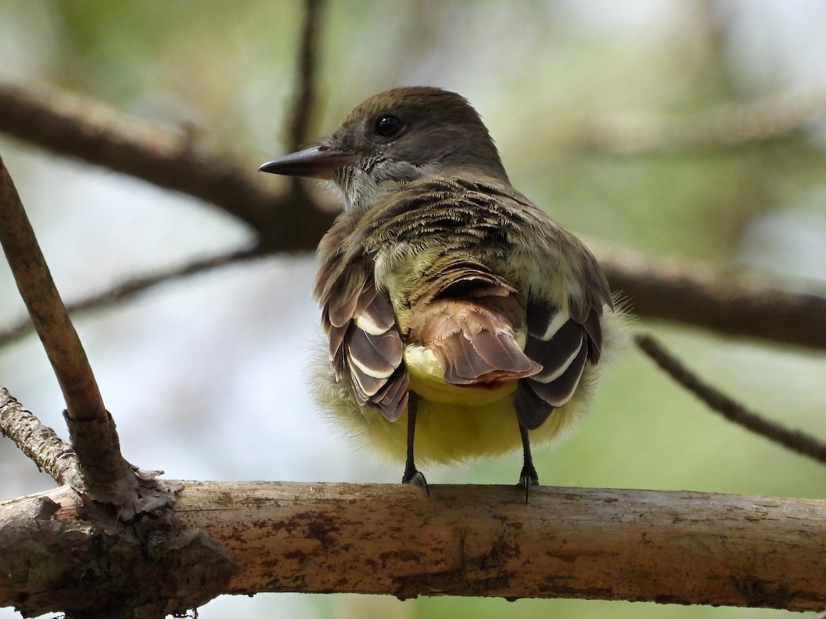 Great Crested Flycatcher - ML618842905