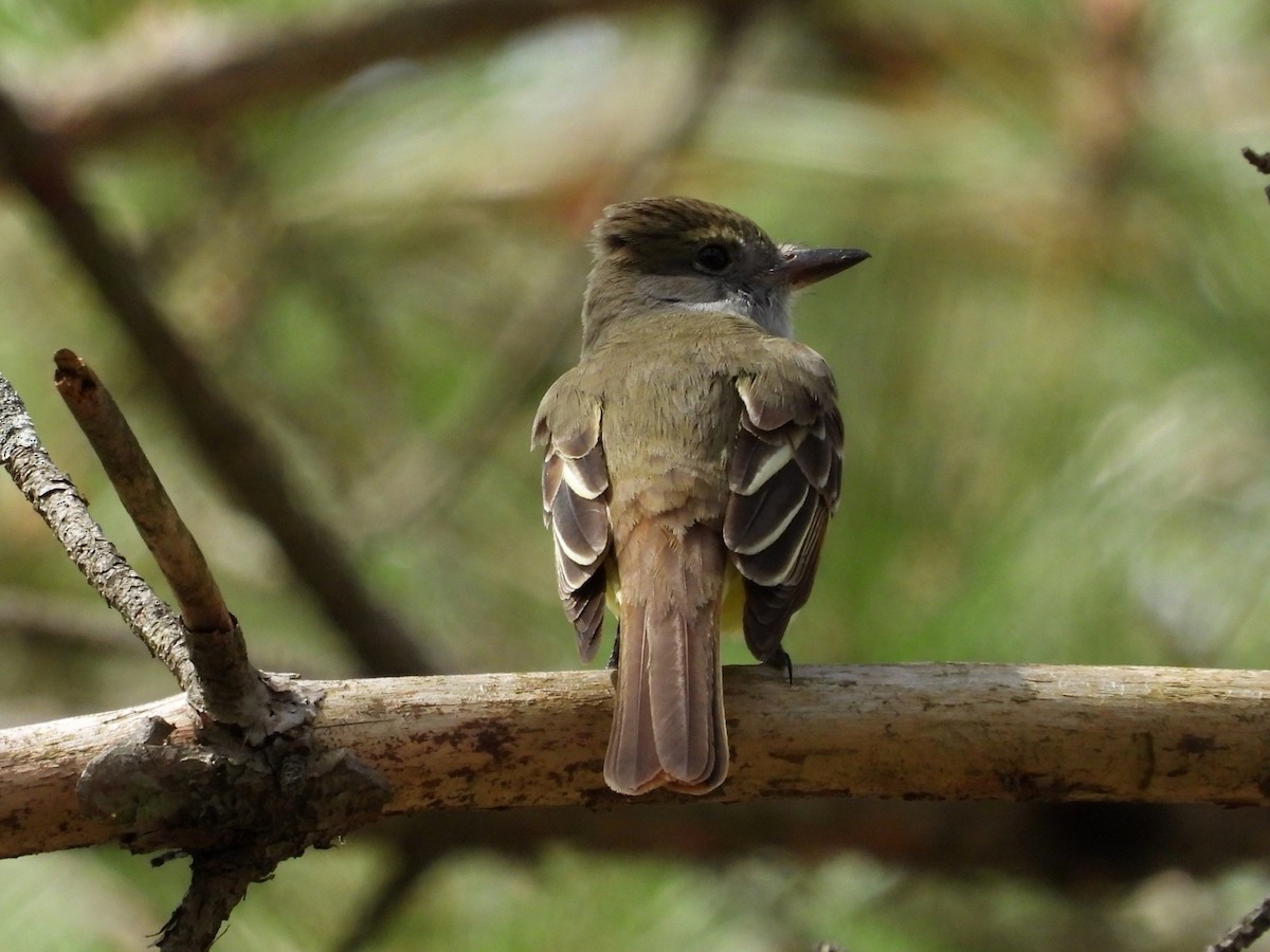 Great Crested Flycatcher - ML618842906