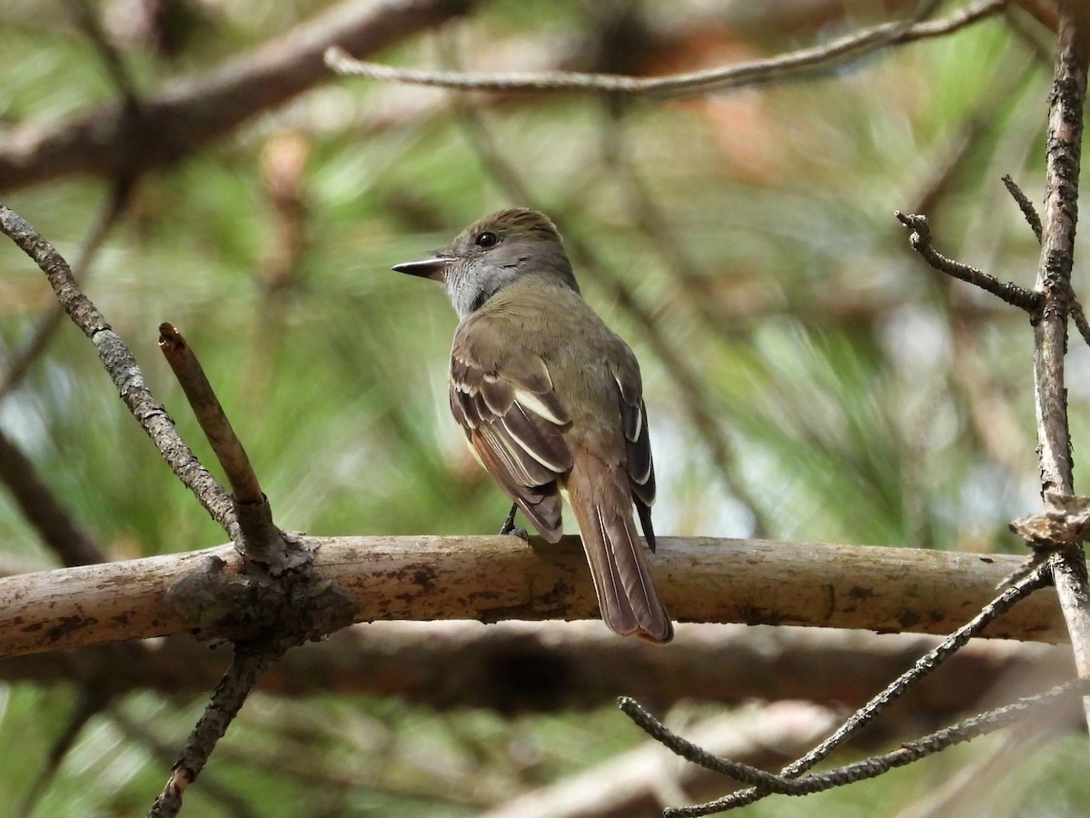 Great Crested Flycatcher - ML618842907