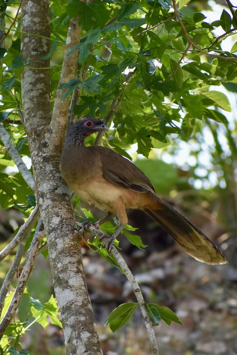 West Mexican Chachalaca - ML618842946