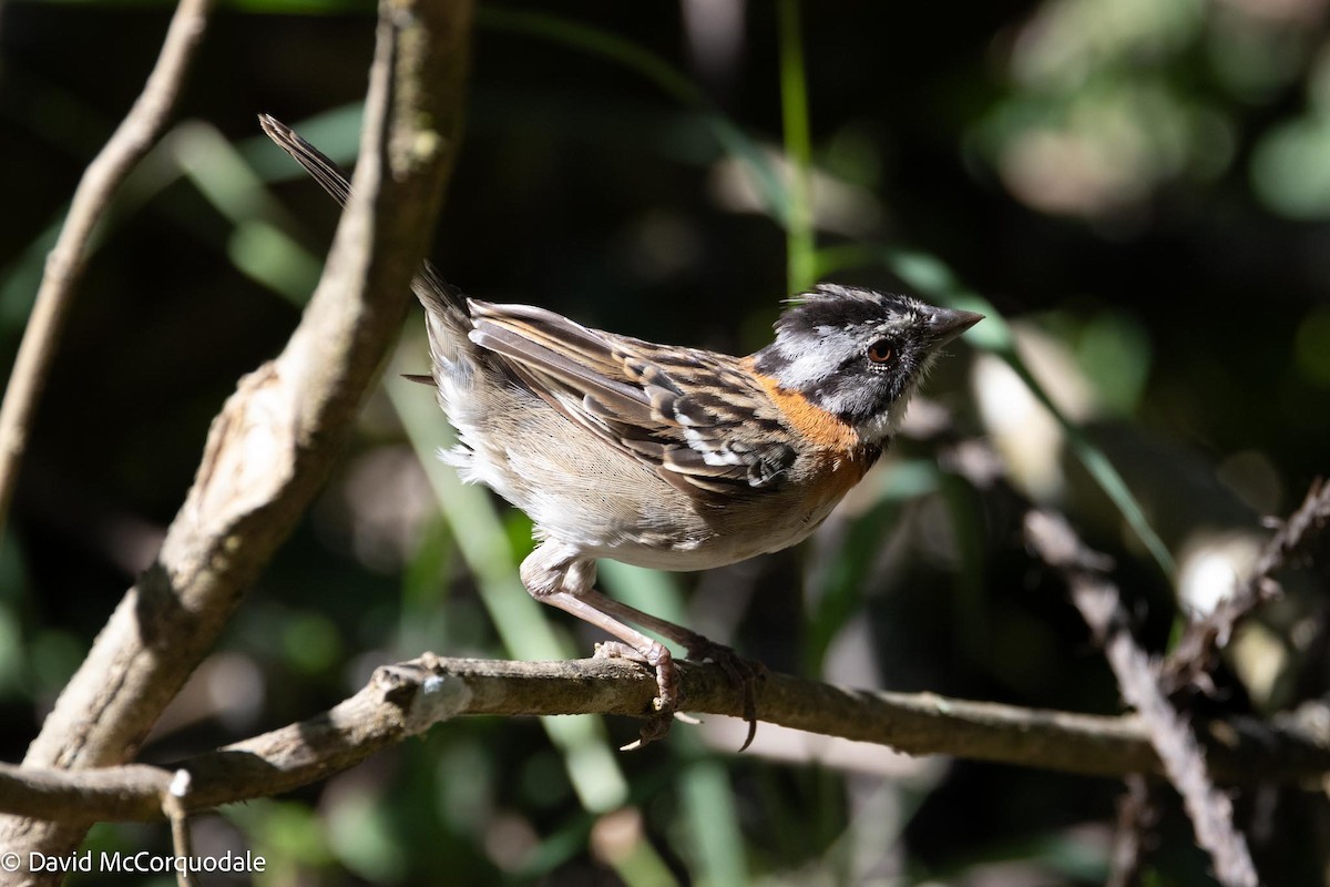 Rufous-collared Sparrow - David McCorquodale