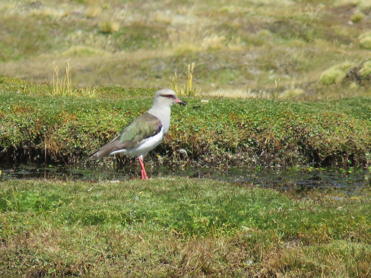 Andean Lapwing - ML618843012