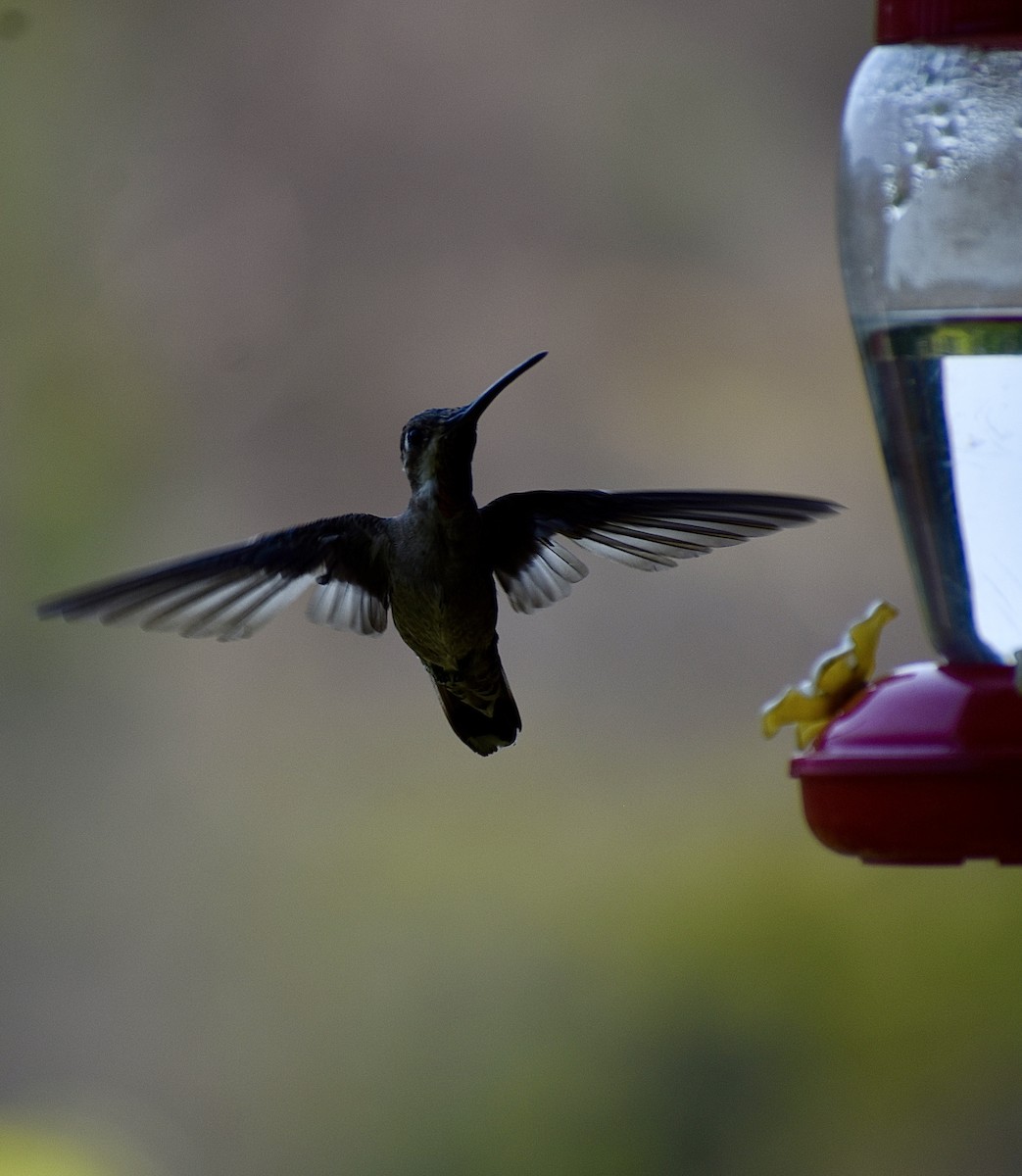 kolibřík achátový - ML618843019