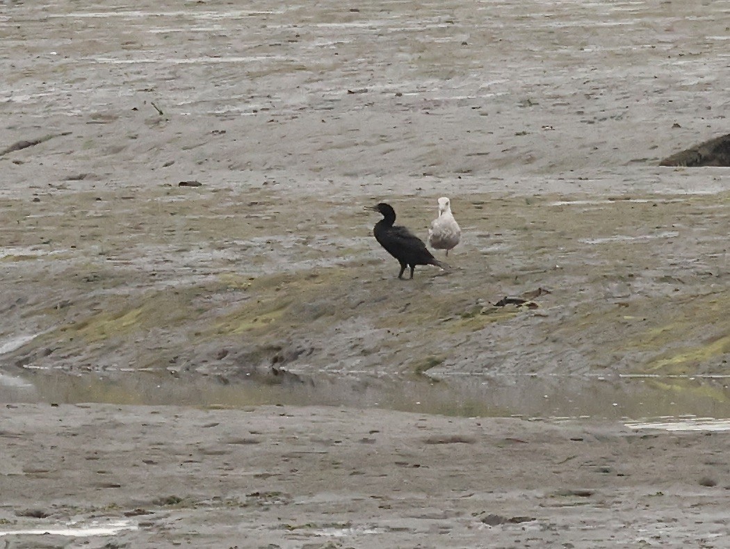 Double-crested Cormorant - Millie and Peter Thomas