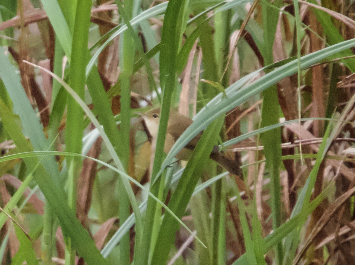 Australian Reed Warbler - ML618843093