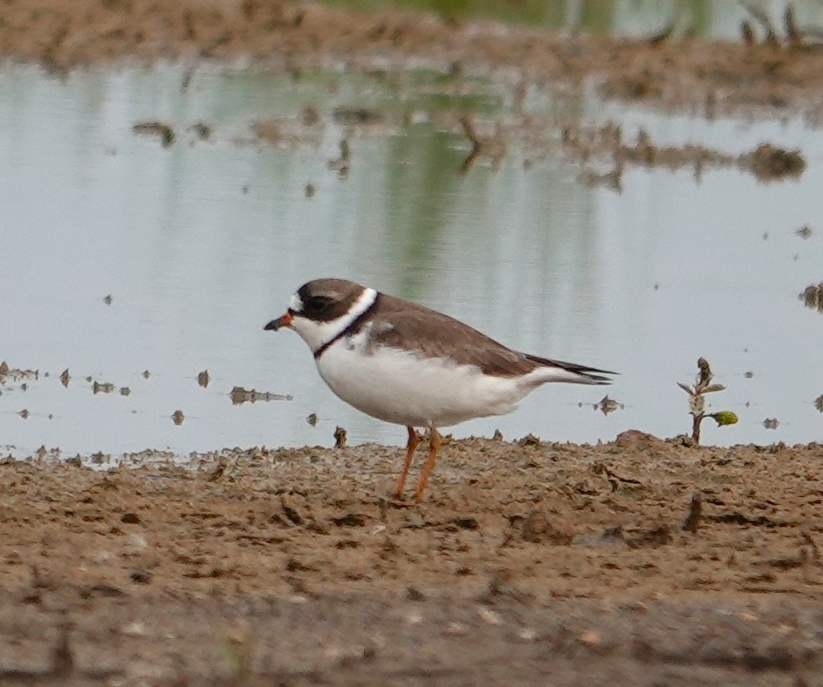 Semipalmated Plover - ML618843106