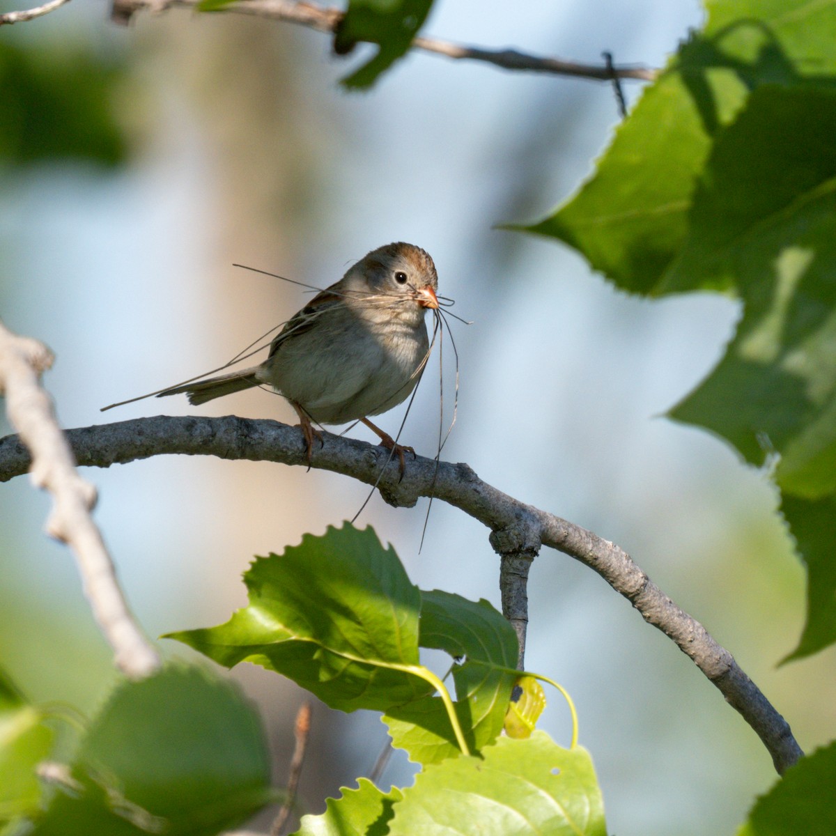 Field Sparrow - ML618843122