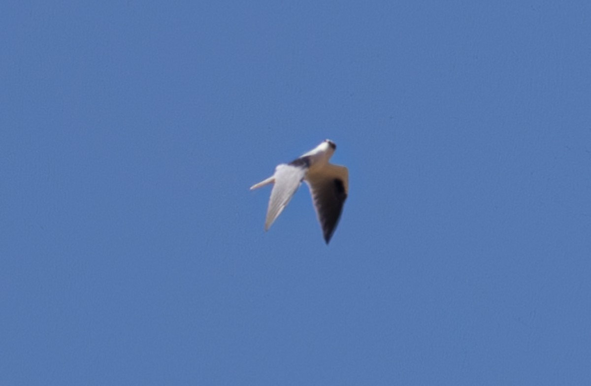 Black-shouldered Kite - ML618843178