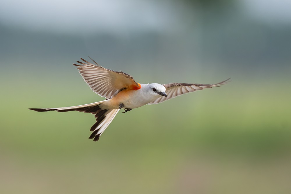 Scissor-tailed Flycatcher - Farokh Jamalyaria