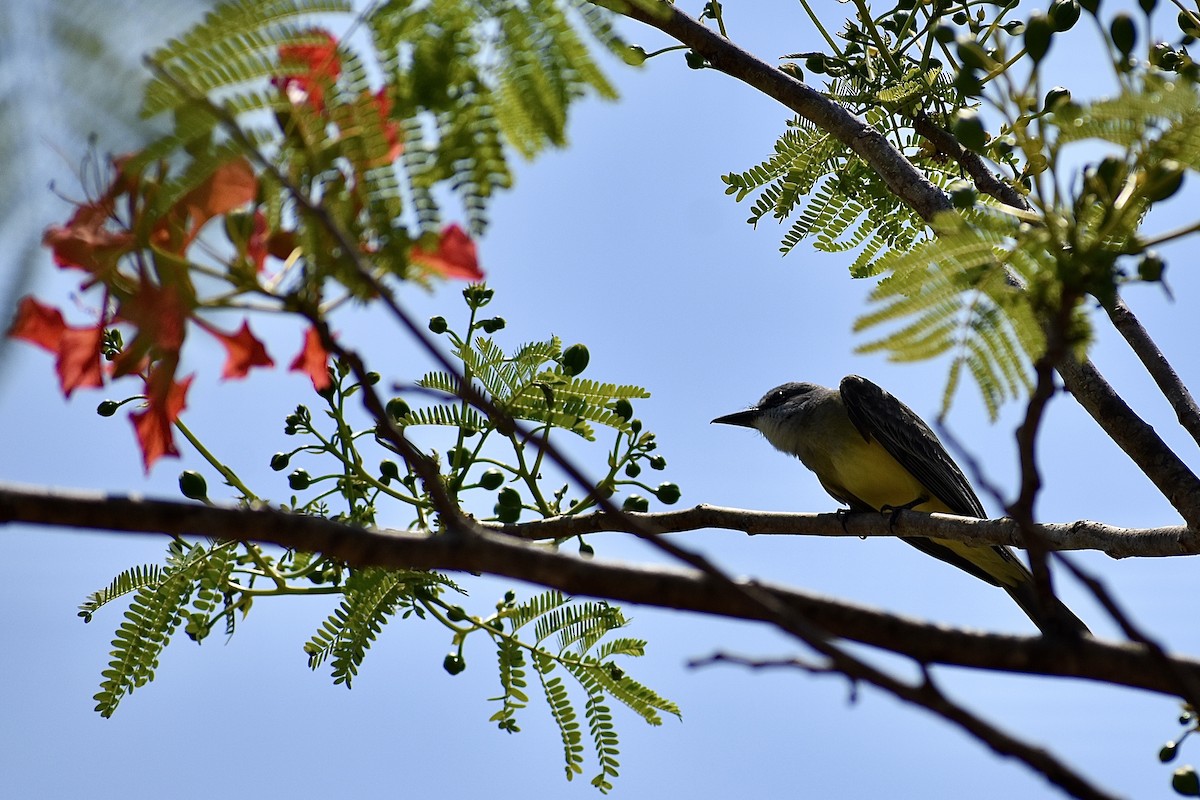 Tropical Kingbird - lauren ray