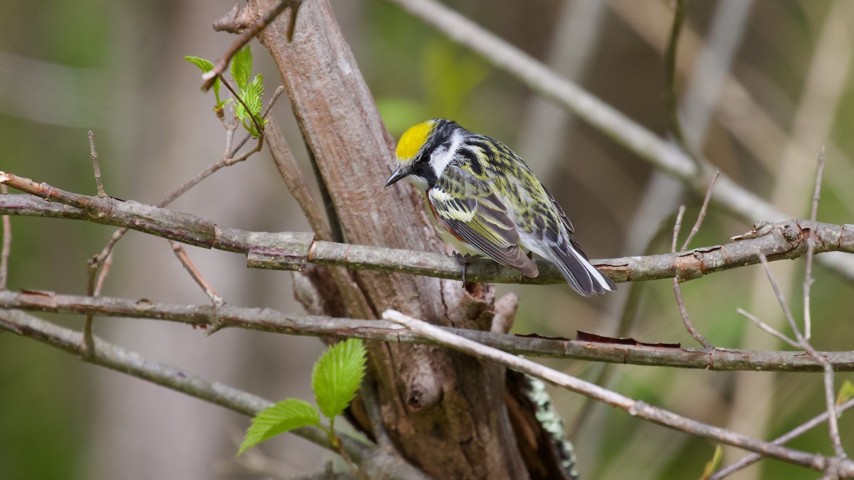 Chestnut-sided Warbler - Brian Rusnica
