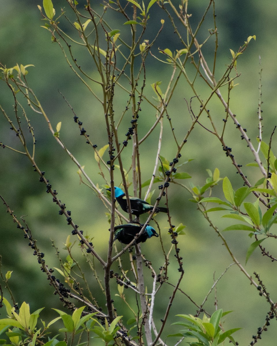 Blue-necked Tanager - ML618843189