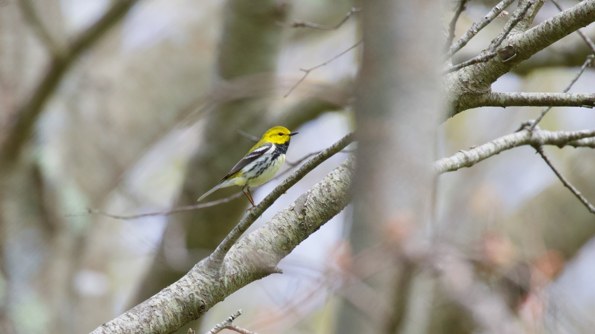 Black-throated Green Warbler - Brian Rusnica