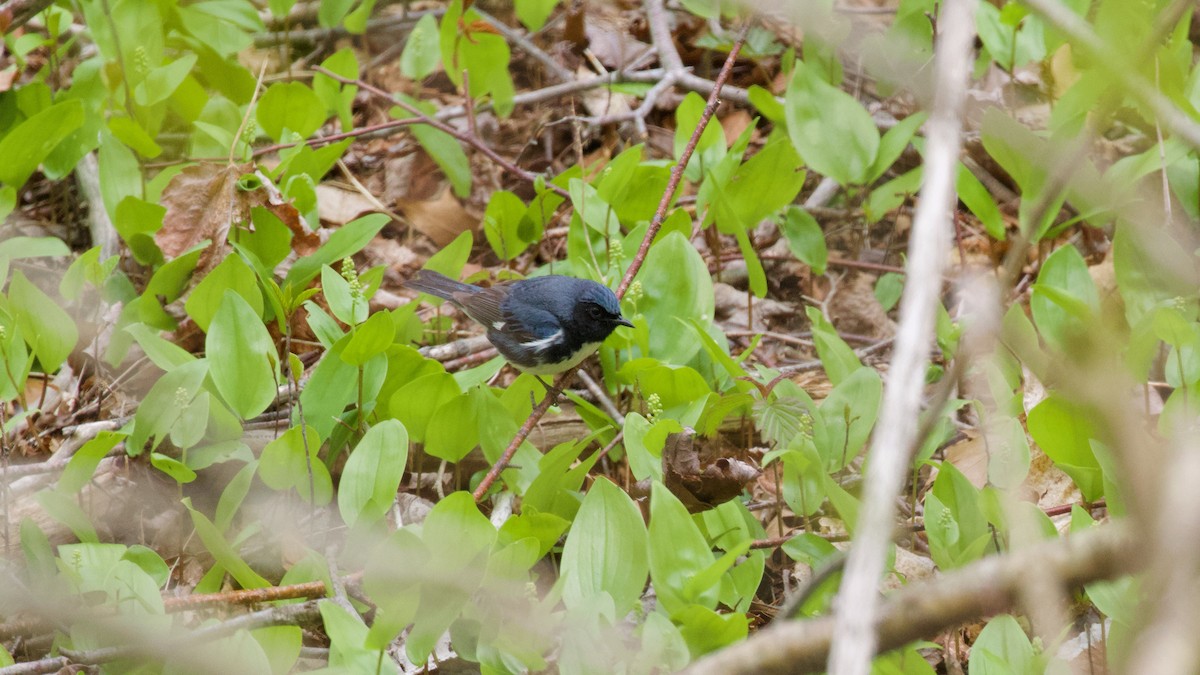Black-throated Blue Warbler - Brian Rusnica