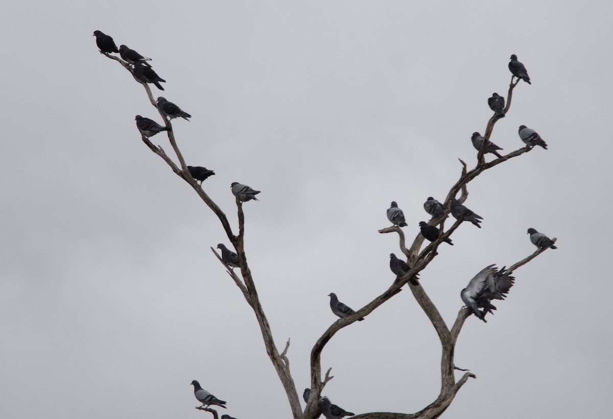 Rock Pigeon (Feral Pigeon) - Yvonne van Netten
