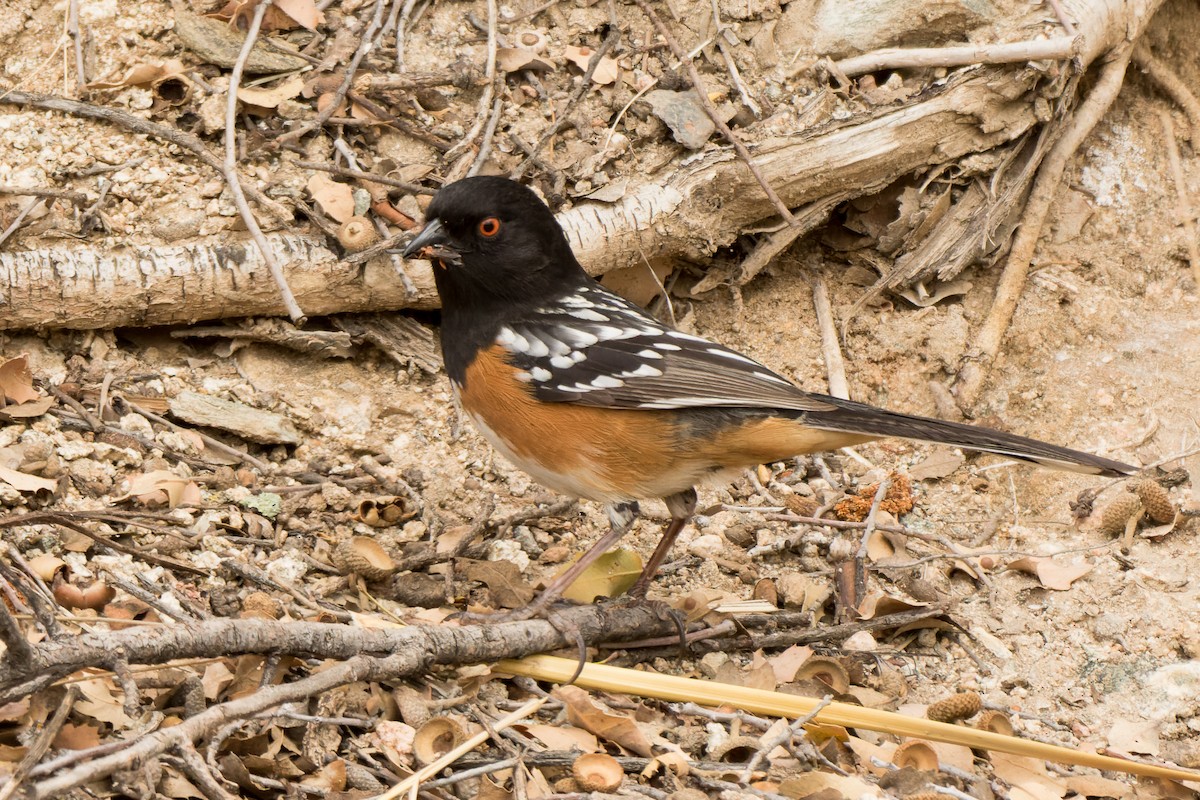 Spotted Towhee - ML618843337
