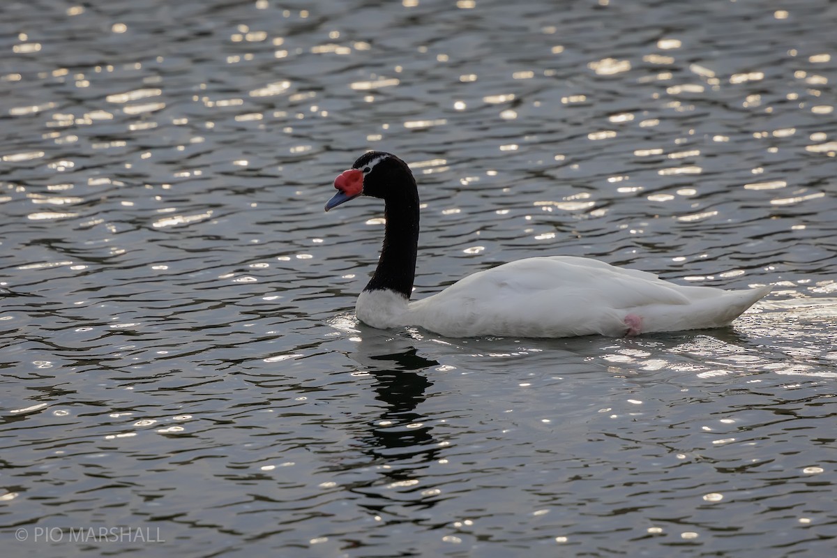 Black-necked Swan - ML618843338