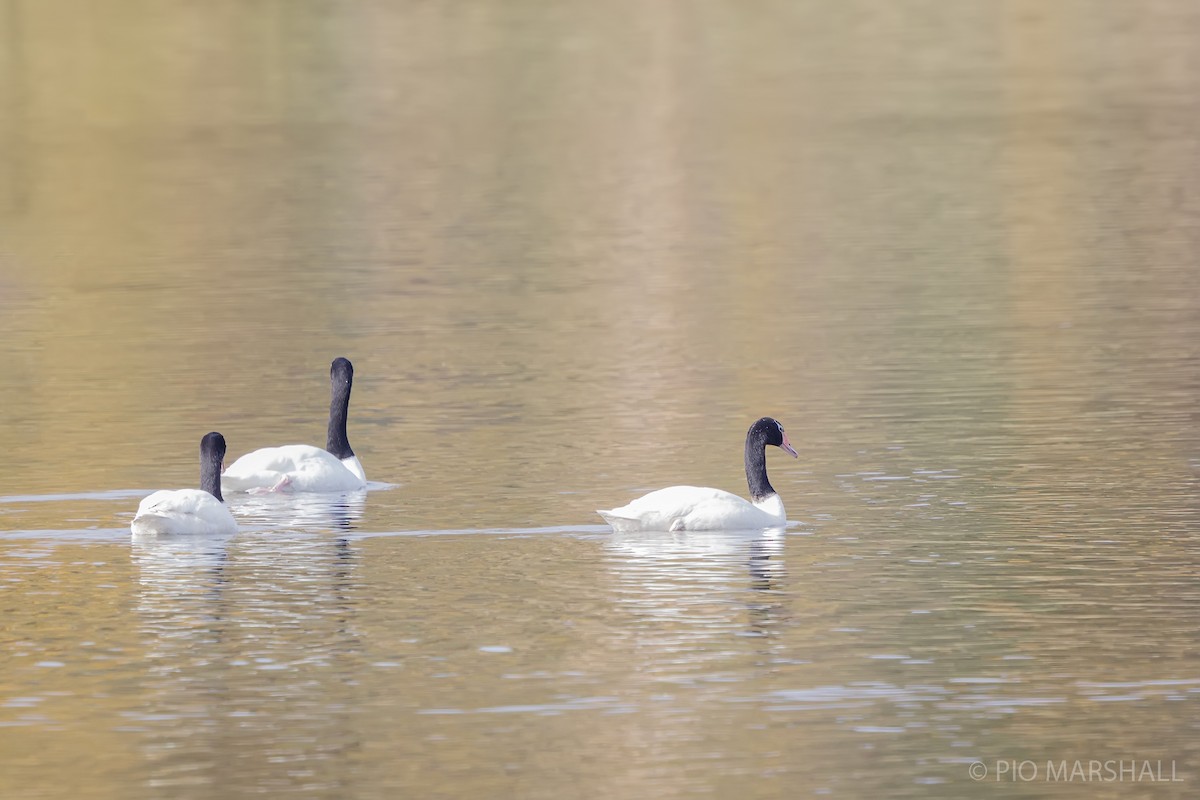 Black-necked Swan - ML618843371