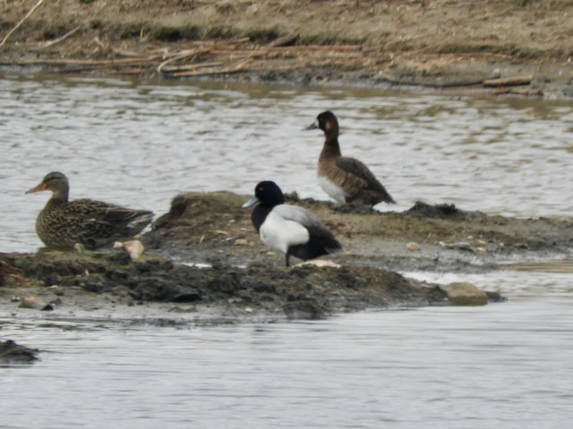 Greater Scaup - ML618843372