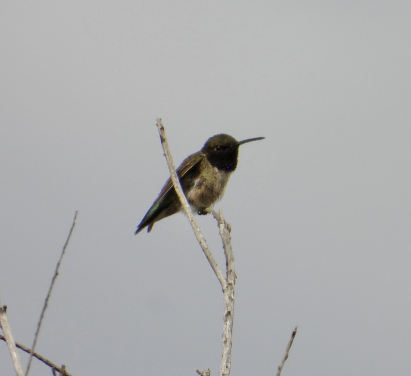 Black-chinned Hummingbird - ML618843389