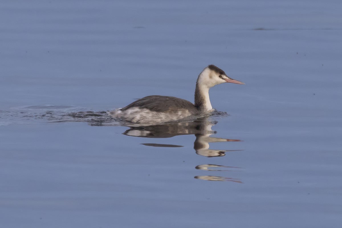 Great Crested Grebe - ML618843396