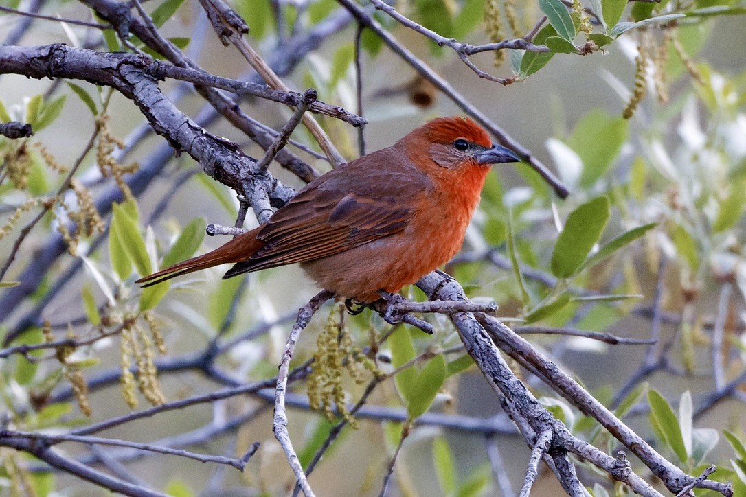Hepatic Tanager - ML618843418