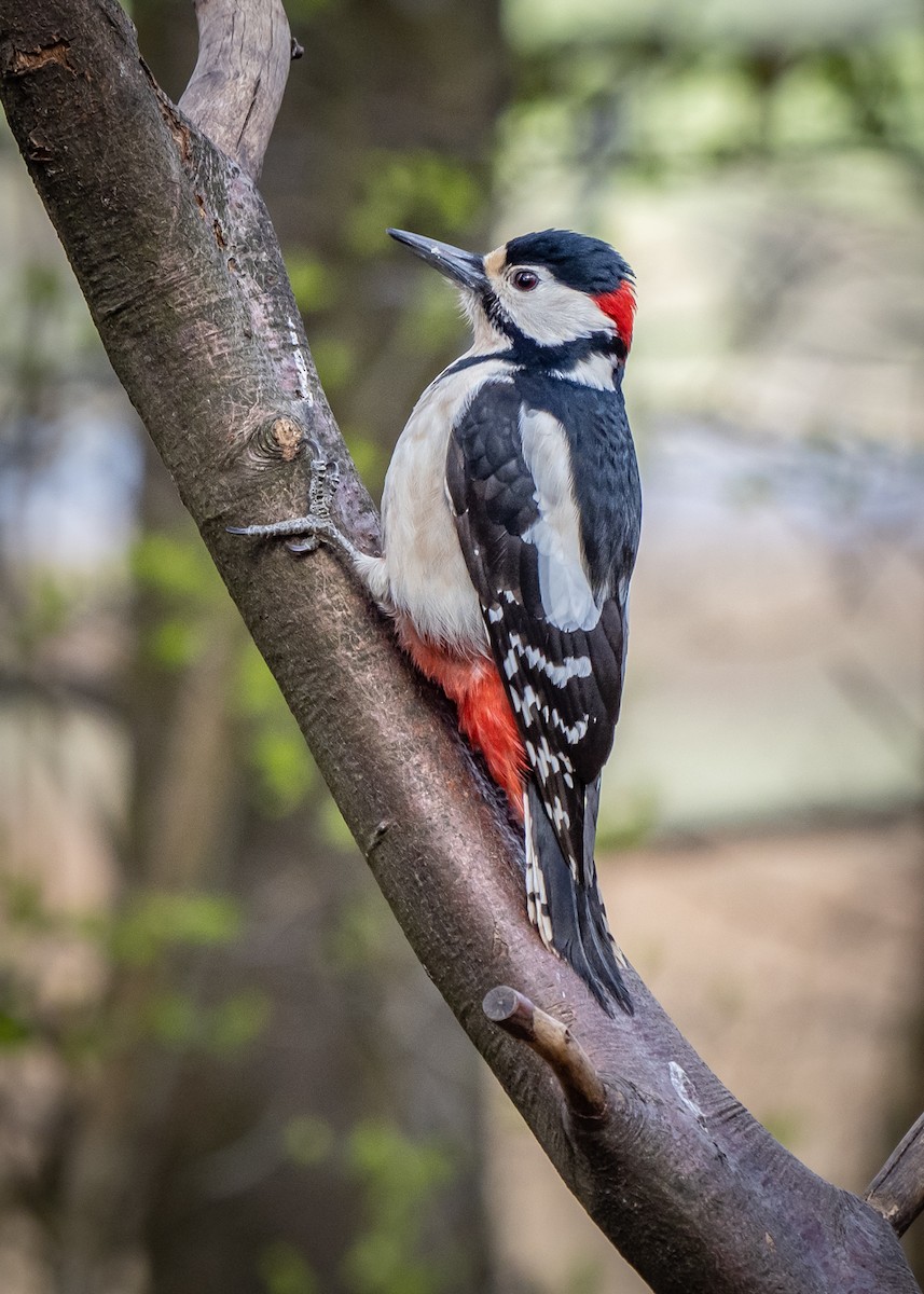Great Spotted Woodpecker - ML618843442