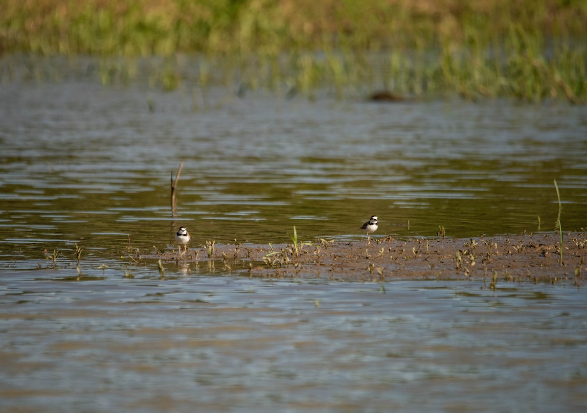 Collared Plover - ML618843448