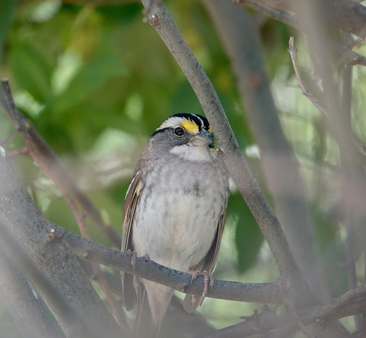 White-throated Sparrow - Andrew Bailey