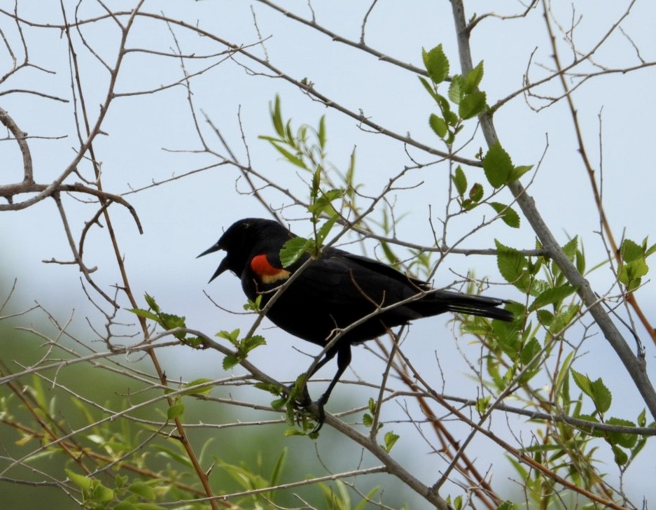 Red-winged Blackbird - Erin Jones