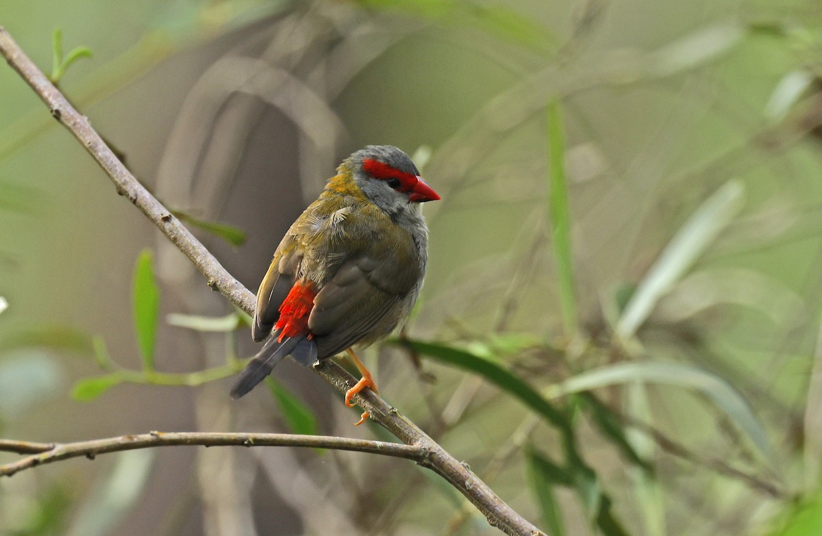 Red-browed Firetail - ML618843498