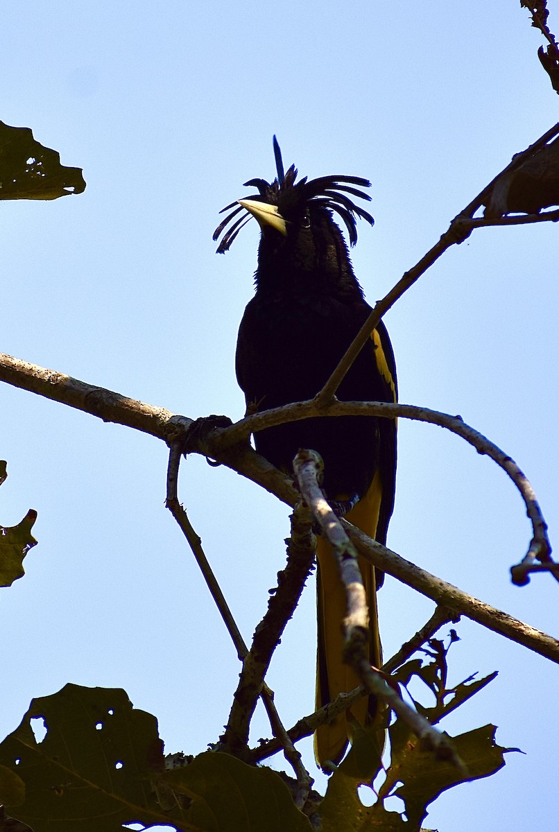 Yellow-winged Cacique - ML618843503