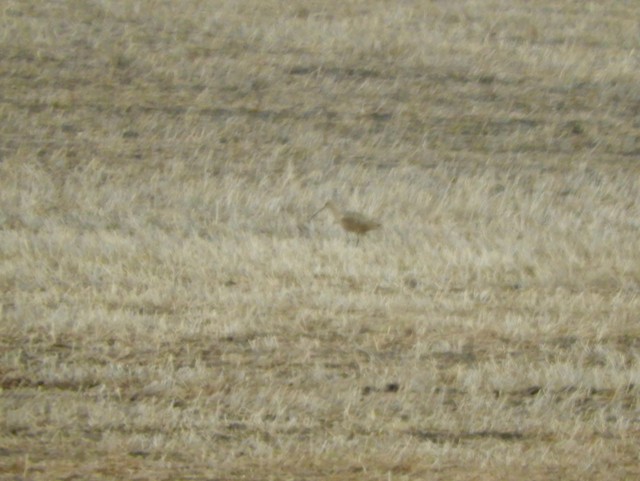 Long-billed Curlew - Mark Yoder