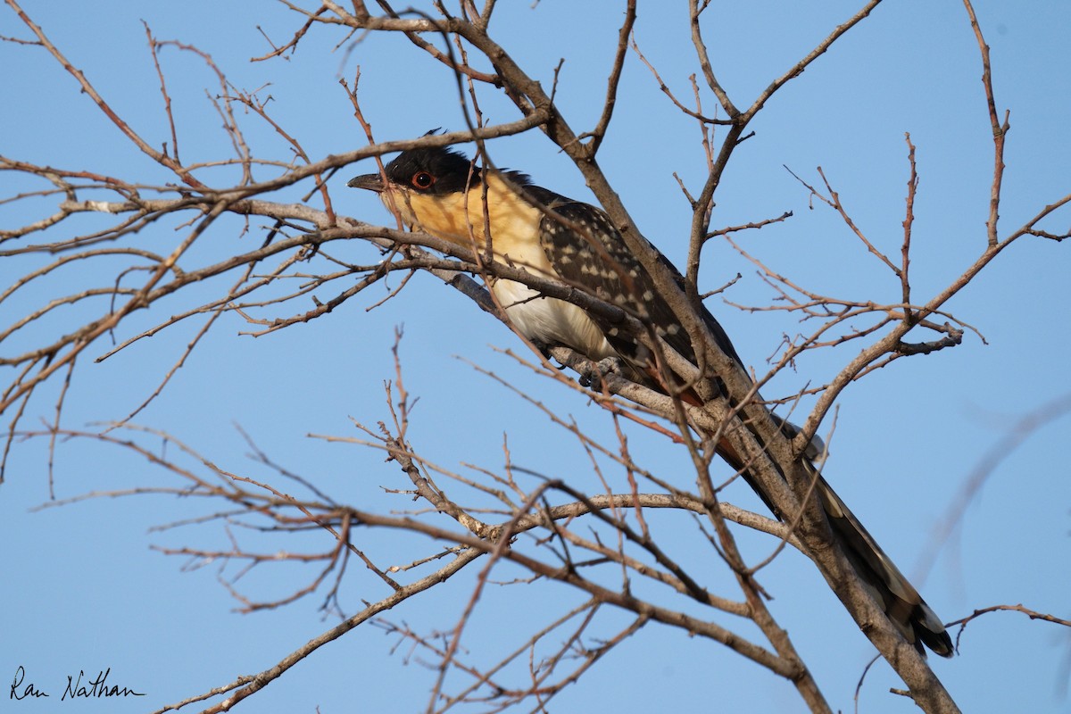 Great Spotted Cuckoo - Ran Nathan