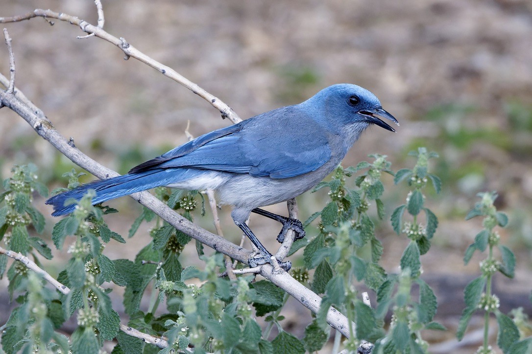 Mexican Jay - ML618843578