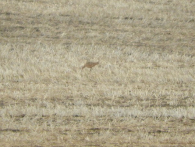 Long-billed Curlew - ML618843580